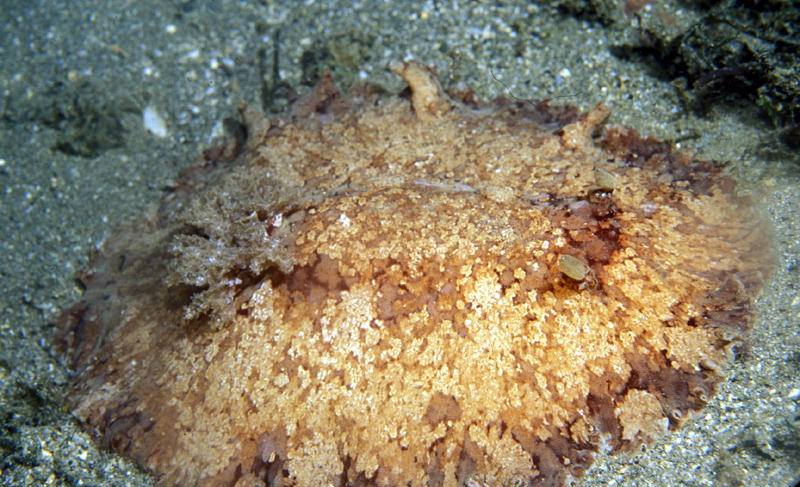 Platydoris inframaculata